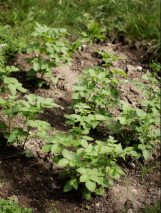 Kartuli Seeme, or "Kartuli Seed," represents a commitment to high-quality potato cultivation and sustainable farming practices. This brand is dedicated to producing superior seed potatoes that are carefully selected for their resilience, disease resistance, and adaptability to various growing conditions. With a focus on agricultural excellence, Kartuli Seeme supports farmers and gardeners in achieving robust yields and flavorful crops. Their seed potatoes are perfect for both commercial and home use, ensuring a successful harvest. By prioritizing sustainability and quality, Kartuli Seeme plays a vital role in enhancing the agricultural landscape, making it a trusted choice for growers seeking reliable seed options.