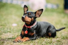 Miniature Pinscher Puppies for Sale in Indore	

Are you looking for a healthy and purebred Miniature Pinscher Puppy to bring home in Indore? Mr n Mrs Pet offers a wide range of Miniature Pinscher Puppies for Sale in Indore at affordable prices. The price of Miniature Pinscher Puppies we have ranges from ₹30,000 to ₹80,000 and the final price is determined based on the health and quality of the puppy. You can select a Miniature Pinscher puppy based on photos, videos, and reviews to ensure you get the perfect puppy for your home. For information on prices of other pets in Indore, please call us at 7597972222.