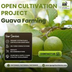  Open field farming is a cost-effective way to grow crops, especially fruits like guava, without relying on controlled environments.  IGO Agritech Farms provides some of the best open field farming services by offering end-to-end solutions, including crop selection, field preparation, and irrigation systems. This traditional method ensures healthy, sustainable yields through organic practices. As a leading open cultivation company in India, IGO Agritech specializes in guava farming and other high-demand crops. We focus on innovative farming techniques and consultancy services to maximize productivity, helping clients achieve their agricultural goals seamlessly. Recognized among the top 10 open cultivation farming companies, we provide customized farm management solutions, supporting clients from setup to harvesting. Our expertise ensures high-quality guava yields with minimum maintenance, offering a profitable farming experience. Choose IGO Agritech Farms for reliable, sustainable, and scalable open cultivation services tailored to meet modern agricultural needs. FOR MORE INFORMATION CONTACT US:  7397789803,737789804,7397789805 www.igoagritechfarms.com