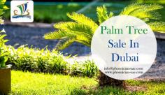 https://www.phoenician-uae.com/Palm-Trees-Nursery-Near-Me