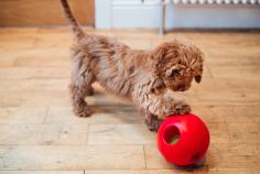 Cockapoo Puppies for Sale in Ghaziabad	

Are you looking for a healthy and purebred Cockapoo Puppy to bring home in Ghaziabad? Mr n Mrs Pet offers a wide range of Cockapoo Puppies for Sale in Ghaziabad at affordable prices. The price of Cockapoo Puppies we have ranges from ₹80,000 to ₹1,00,000 and the final price is determined based on the health and quality of the puppy. You can select a Cockapoo puppy based on photos, videos, and reviews to ensure you get the perfect puppy for your home. For information on prices of other pets in Ghaziabad, please call us at 7597972222.

Visit here: https://www.mrnmrspet.com/dogs/cockapoo-puppies-for-sale/ghaziabad
