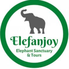 Elefanjoy – The Top Ethical Elephant Sanctuary in Jaipur
Travellers from all around the world come to the Jaipur to witness and experience a wide range of attractions. When it comes to the elephant experiences, they usually search for Elephant Ride in Jaipur or Elephant Safari in Jaipur.
