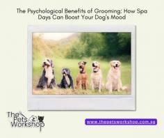 Treating your dog to a spa day is more than just a luxury; it’s an investment in their happiness and quality of life.

Website: https://www.thepetsworkshop.com.sg/