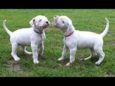 Dogo Argentino Puppies for Sale in Imphal

Are you looking for a healthy and purebred Dogo Argentino puppy to bring home in Imphal? Mr & Mrs Pet offers a wide range of Dogo Argentino puppies for sale in Imphal at affordable prices. The price of Dogo Argentino puppies we have ranges from ₹75,000 to ₹1,20,000 and the final price is decided based on the health and quality of the puppy. You can select a Dogo Argentino puppy based on photos, videos and reviews to get the perfect puppy. If you would like to know about prices of other pets in Imphal, please call us at 7597972222.

Visit here: https://www.mrnmrspet.com/dogs/dogo-argentino-puppies-for-sale/imphal