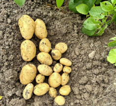 Seklas Kartupeli, or seed potatoes, are essential for successful potato cultivation, offering growers the opportunity to plant high-quality varieties. One notable option is the Melody variety, known for its excellent taste, smooth skin, and high yield potential. Ideal for both home gardeners and commercial producers, Melody potatoes thrive in various conditions, making them a versatile choice. With a focus on quality and performance, selecting the right seed potatoes is crucial for achieving a bountiful harvest. For further details, growers can explore available options.