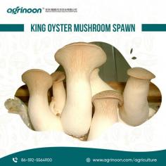 These premium logs offer you the chance to cultivate your delicious mushrooms right at home. King Oyster Mushrooms are celebrated for their rich umami flavor and meaty texture, making them ideal for both gourmet dishes and everyday meals.


See more: https://www.agrinoon.com/agriculture/oyster-mushroom-spawn/