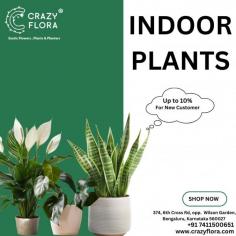 Brighten up your home with indoor plants and enjoy 10% off at Crazyflora! 