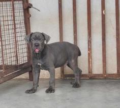 Cane Corso Puppies for Sale in Imphal	

Are you looking for a healthy and purebred Cane Corso puppy to bring home in Imphal? Mr & Mrs Pet offers a wide range of Cane Corso puppies for sale in Imphal at affordable prices. The price of Cane Corso puppies we have ranges from ₹90,000 to ₹1,50,000 and the final price is decided based on the health and quality of the puppy. You can select a Cane Corso puppy based on photos, videos and reviews to get the perfect puppy. If you would like to know about prices of other pets in Imphal, please call us at 7597972222.

Visit here: https://www.mrnmrspet.com/dogs/cane-corso-puppies-for-sale/imphal
