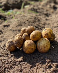 Seklines Bulves, or seed potatoes, are essential for growing healthy and abundant potato crops. Known for their high quality, these seed potatoes ensure strong growth and high yields. Available in various varieties, Seklines Bulves cater to different soil types and climates, making them suitable for both home gardeners and commercial farmers. Their resistance to common diseases and pests ensures robust plants and a successful harvest. With excellent storage capabilities, Seklines Bulves maintain their quality for months, providing fresh potatoes year-round. Whether for personal consumption or commercial use, these seed potatoes guarantee a reliable, nutritious, and flavorful crop.