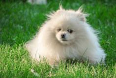 Toy Pom Puppies for Sale in Ghaziabad	

Are you looking for a healthy and purebred Toy Pom Puppy to bring home in Ghaziabad? Mr n Mrs Pet offers a wide range of Toy Pom Puppies for Sale in Ghaziabad at affordable prices. The price of Toy Pom Puppies we have ranges from ₹40,000 to ₹1,00,000 and the final price is determined based on the health and quality of the puppy. You can select a Toy Pom puppy based on photos, videos, and reviews to ensure you get the perfect puppy for your home. For information on prices of other pets in Ghaziabad, please call us at 7597972222.

Visit here: https://www.mrnmrspet.com/dogs/toy-pom-puppies-for-sale/ghaziabad

