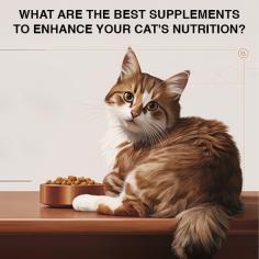 Discover the best supplements to enhance your cat’s nutrition and well-being. From vitamins to joint support, explore essential supplements that keep your cat healthy and active.