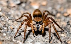 If you are looking for the Best Spider Control in Hornsby, then contact Inspect and Prevent Pest Control. They specialise in tackling all types of pest issues, including termites, cockroaches, spiders, ants, bedbugs, rodents, fleas, mosquitoes, and silverfish. Visit:- https://maps.app.goo.gl/zawe8LVDQuyF33RCA 