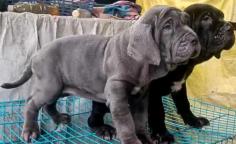 Neapolitan Mastiff Puppies for Sale in Ghaziabad	

Are you looking for a healthy and purebred Neapolitan Mastiff puppy to bring home in Ghaziabad? Mr & Mrs Pet offers a wide range of Neapolitan Mastiff puppies for sale in Ghaziabad at affordable prices. The price of Neapolitan Mastiff puppies we have ranges from ₹80,000 to ₹1,20,000 and the final price is decided based on the health and quality of the puppy. You can select a Neapolitan Mastiff puppy based on photos, videos and reviews to get the perfect puppy. If you would like to know about prices of other pets in Ghaziabad, please call us at 7597972222.

Visit here: https://www.mrnmrspet.com/dogs/neapolitan-mastiff-puppies-for-sale/ghaziabad

