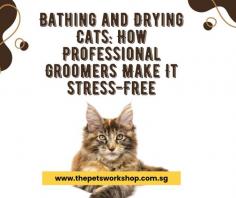 For many cat owners, the idea of bathing their feline companion can be daunting. Cats are famously averse to water, and at-home grooming attempts often lead to stress for both the pet and the owner. However, professional cat grooming Singapore services, particularly those offered in a cat spa, have mastered the art of making this process as stress-free as possible.

Understanding Cats and Water

Cats have a natural instinct to avoid water, which can make bathing a challenging experience. Professional groomers understand this and take a tailored approach to each cat’s temperament. Their expertise in handling cats ensures that the process is gentle and minimizes anxiety.

The Stress-Free Bathing Process

Preparation and Comfort

Groomers begin by creating a calm environment. The grooming area is quiet, with soothing music or white noise to ease the cat’s nerves. Some cat spas even use calming pheromone diffusers to promote relaxation.

Gentle Handling

Professional groomers are skilled in handling cats securely without causing distress. They use gentle restraint techniques to ensure the cat feels safe without feeling trapped.

Specialized Products

Cat spas use cat-friendly shampoos that are free from harsh chemicals and formulated specifically for feline skin. These products clean thoroughly while maintaining the natural oils in the cat’s coat.

Efficient Drying Techniques

After the bath, drying is done using low-noise, temperature-controlled dryers. For especially sensitive cats, towel drying may be used first, followed by gentle airflow to finish the process. This ensures the cat stays comfortable and warm throughout.

Professional cat grooming services in Singapore, particularly in a cat spa setting, transform what could be a stressful experience into a calm and efficient process. Their specialized techniques and understanding of feline behavior ensure that your cat stays clean, comfortable, and stress-free.

Pop over here : https://www.thepetsworkshop.com.sg/