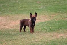 Belgian Malinois Puppies for Sale in Imphal	

Are you looking for a healthy and purebred Belgian Malinois puppy to bring home in Imphal? Mr & Mrs Pet offers a wide range of Belgian Malinois puppies for sale in Imphal at affordable prices. The price of Belgian Malinois puppies we have ranges from ₹95,000 to ₹1,30,000 and the final price is decided based on the health and quality of the puppy. You can select a Belgian Malinois puppy based on photos, videos and reviews to get the perfect puppy. If you would like to know about prices of other pets in Imphal, please call us at 7597972222.

Visit here: https://www.mrnmrspet.com/dogs/belgian-malinois-puppies-for-sale/imphal
