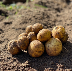 Seklines bulvės, or seed potatoes, are essential for cultivating a high-quality potato crop, providing the foundation for healthy and productive yields. These seed potatoes are specifically selected to ensure they are disease-free and have optimal growth potential. By choosing high-quality seklines bulvės, farmers and home gardeners can significantly improve the robustness and output of their potato plants. Various types of seed potatoes are available to suit different climates and soil types, making it easy to find the right match for your needs. With proper care and selection, these seed potatoes can lead to bountiful and delicious harvests.