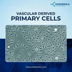 Looking for high-quality Vascular Derived Primary Cells for your research? We provide top-tier biomaterial, produced in a GMP-compliant lab, sourced from both humans and preclinical trial animals. Our primary cells are perfect for basic and application-oriented science, ensuring you get reliable results every time. 

Connect with us at +91-9654-321-400 to learn more about our products or request a quotation. Let us support your research with the best biomaterials available.

Read more: https://www.kosheeka.com/
