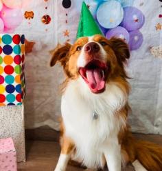 Are you looking for the Best Large Dog Grooming in Malaga? Then contact Woof n' Waggle - Dog DayCare & Groom Saloon. Their mission is to unleash the joy and potential of every dog that waggles through our doors. Visit - https://maps.app.goo.gl/siDRtVVGn69xCNMaA