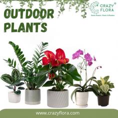 Outdoor plants 