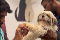 zutail provide pet grooming services like bathing, hair cutting, nail clipping, ear cleaning, and Pet Grooming services at Home in tamilnadu.