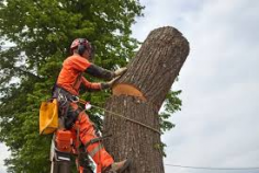 Need tree removal in Cheltenham? Our expert team provides safe, efficient, and affordable tree removal services for homes and businesses. Whether it's a hazardous tree or routine removal, we handle it with care and professionalism. Contact us for reliable, fast tree removal solutions in Cheltenham at competitive prices. For more information visit our website-
https://sydneyurbantreeservices.com.au/tree-removal-cheltenham/