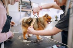 Get the best service for Pet Haircut in Oak View at Oui Paws Pet Salon. Visit- https://maps.app.goo.gl/rtSmuZD7ph9ZsovX8