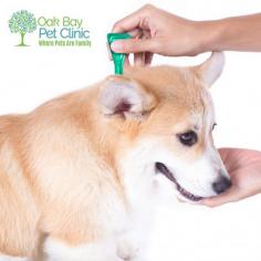 Ensure your pet stays parasite-free with worm and flea prevention for dogs. This essential care protects against common infestations, promoting a happier, healthier lifestyle for your furry companion. Act now to safeguard your dog’s health.


For more information: 


Email: oakbaypetclinic@shaw.ca
 
Address:  Victoria, BC, Canada
 
Phone no.: 250-598-4595
 
Visit Us: https://www.oakbaypetclinic.ca/