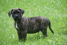 Presa Canario Puppies For Sale In Meerut	

Are you looking for a healthy and purebred Presa canario puppy to bring home in Meerut? Mr & Mrs Pet offers a wide range of Presa canario puppies for sale in Meerut at affordable prices. The price of Presa canario puppies we have ranges from ₹95,000 to ₹1,60,000 and the final price is decided based on the health and quality of the puppy. You can select a Presa canario puppy based on photos, videos and reviews to get the perfect puppy. If you would like to know about prices of other pets in Meerut, please call us at 7597972222.

Visit here: https://www.mrnmrspet.com/dogs/presa-canario-puppies-for-sale/meerut
