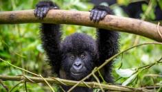 Rwanda’s Best Safari Experiences

Discover the wonders of Africa with our Rwanda Safari Packages. Encounter mountain gorillas in Volcanoes National Park, explore Akagera’s diverse wildlife, and stay in comfortable lodges. With options to suit every traveler, book your Rwanda Safari Packages today and begin your unforgettable journey.     https://www.signaturesafari.com/rwanda-safari-packages