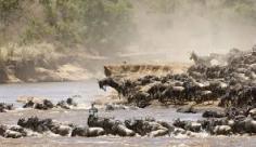 Witness Tanzania’s Great Migration

Experience the breathtaking Great Migration with our Tanzania Migration Safari. Follow vast herds of wildebeest and zebras through the Serengeti and beyond. With expert guides and immersive itineraries, witness nature’s most spectacular event. Book your Tanzania Migration Safari today for an adventure like no other.     https://www.signaturesafari.com/8-days-midrange-great-migration-safari