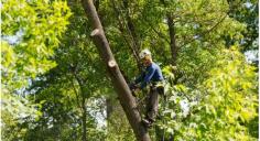 While many individuals are tempted by doing a DIY job, hiring a professional to assist with tree removal Bondi is essential. Attempting a tree removal Bondi without the right knowledge and equipment, you leave yourself vulnerable and those around you vulnerable to an array of risks. At Branch Out Tree Specialists, our arborists have over 15+ years of experience and are passionate about the restoration and conservation of trees. As the leaders in quality tree management at an affordable rate, this makes the experts at Branch Out Tree Specialists the #1 choice! We understand that every tree is unique and we respect the vitality they provide us. So, no matter what kind of tree removal Bondi you’re after, trust the friendly experts at Branch Out Tree Specialists! We even offer after hour services to meet all your emergency tree maintenance requests.