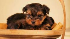 Yorkshire Terrier Puppies For Sale In Meerut	

Are you looking for a healthy and purebred Yorkshire terrier puppy to bring home in Meerut? Mr & Mrs Pet offers a wide range of Yorkshire terrier puppies for sale in Meerut at affordable prices. The price of Yorkshire terrier puppies we have ranges from ₹75,000 to ₹95,000 and the final price is decided based on the health and quality of the puppy. You can select a Yorkshire terrier puppy based on photos, videos and reviews to get the perfect puppy. If you would like to know about prices of other pets in Meerut, please call us at 7597972222.

Visit here: https://www.mrnmrspet.com/dogs/yorkshire-terrier-puppies-for-sale/meerut