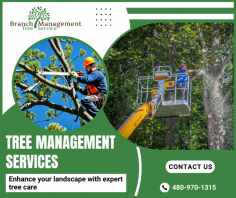 Expert Reliable Tree Management Solutions

We provide expert tree management services, including pruning, removal, and maintenance. Our team ensures healthy trees, enhancing safety, aesthetics, and property value with professional care. Contact us 480-970-1315.