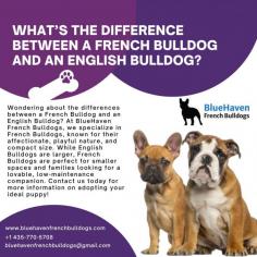 Wondering about the differences between a French Bulldog and an English Bulldog? At BlueHaven French Bulldogs, we specialize in French Bulldogs, known for their affectionate, playful nature, and compact size. While English Bulldogs are larger, French Bulldogs are perfect for smaller spaces and families looking for a lovable, low-maintenance companion. Contact us today for more information on adopting your ideal puppy!
