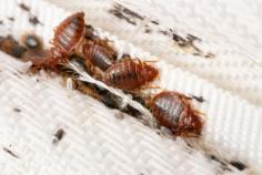 If you are looking for the Best service for Bed Bugs Removal in Dural, then contact Eco Expert Pest Management. They strive to protect your home or business from a variety of pests, including cockroaches, spiders, ants, wasps, bed bugs, fleas, rodents, and birds. Visit:- https://maps.app.goo.gl/fHkgFatXkXhipQKt6 