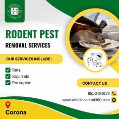 Rodents can cause significant damage and health risks to your home or business. At Wildlife Control 360, we provide rodent pest removal services in Corona, using tailored strategies to address infestations and keep your property secure. Reach out to us for expert rodent removal solutions.
Visit:https://www.wildlifecontrol360.com/wildlife-removal-service-in-corona