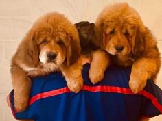 Tibetan Mastiff Puppies For Sale In Meerut	

Are you looking for a healthy and purebred Tibetan Mastiff puppy to bring home in Meerut? Mr & Mrs Pet offers a wide range of Tibetan Mastiff puppies for sale in Meerut at affordable prices. The price of Tibetan Mastiff puppies we have ranges from Rs. 1,20,000 to Rs. 1,60,000 and the final price is decided based on the health and quality of the puppy. You can select a Tibetan Mastiff puppy based on photos, videos and reviews to get the perfect puppy. If you would like to know about prices of other pets in Meerut, please call us at 7597972222.

Visit here: https://www.mrnmrspet.com/dogs/tibetan-mastiff-puppies-for-sale/meerut
