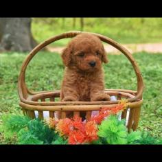 Labradoodle Puppies for Sale in Meerut	

Are you looking for a healthy and purebred Labradoodle puppy to bring home in Meerut? Mr & Mrs Pet offers a wide range of Labradoodle puppies for sale in Meerut at affordable prices. The price of Labradoodle puppies we have ranges from ₹1,60,000 to ₹1,80,000 and the final price is decided based on the health and quality of the puppy. You can select a Labradoodle puppy based on photos, videos and reviews to get the perfect puppy. If you would like to know about prices of other pets in Meerut, please call us at 7597972222.

Visit here: https://www.mrnmrspet.com/dogs/labradoodle-puppies-for-sale/meerut
