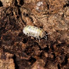  The adorable Magic Potion Isopods can alter their coloration based on surroundings. A vivarium or terrarium that has lots of leaves and organic matter that is decaying is essential to their health. Go to this website https://postpods.co.uk/products/magic-potion for more information and magic potion isopods on the internet.