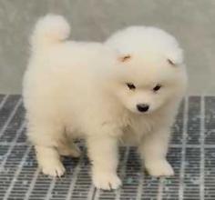 Samoyed Puppies for Sale in Meerut	

Are you looking for a healthy and purebred Samoyed puppy to bring home in Meerut? Mr & Mrs Pet offers a wide range of Samoyed puppies for sale in Meerut at affordable prices. The price of Samoyed puppies we have ranges from ₹80,000 to ₹90,000 and the final price is decided based on the health and quality of the puppy. You can select a Samoyed puppy based on photos, videos and reviews to get the perfect puppy. If you would like to know about prices of other pets in Meerut, please call us at 7597972222.

Visit here: https://www.mrnmrspet.com/dogs/samoyed-puppies-for-sale/meerut

