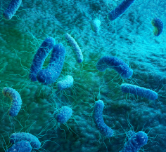 It is worth noting that these microbes can cause distinct diseases in organisms, from mild to severe and even death. Furthermore, multiple factors such as urbanization, tourism, climate change and external factors contribute to the appearance of the diseases. Over time, the number of zoonotic diseases has increased. At present, such disorders have emerged as serious public health problems.