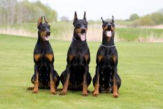 Doberman Pinscher Puppies For Sale In Meerut	

Are you looking for a healthy and purebred Doberman pinscher puppy to bring home in Meerut? Mr & Mrs Pet offers a wide range of Doberman pinscher puppies for sale in Meerut at affordable prices. The price of Doberman pinscher puppies we have ranges from ₹45,000 to ₹55,000 and the final price is decided based on the health and quality of the puppy. You can select a Doberman pinscher puppy based on photos, videos and reviews to get the perfect puppy. If you would like to know about prices of other pets in Meerut, please call us at 7597972222.

Visit here: https://www.mrnmrspet.com/dogs/doberman-pinscher-puppies-for-sale/meerut