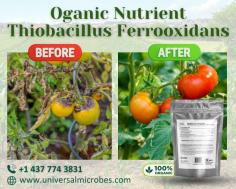 Why Farmers Trust Thiobacillus Ferrooxidans?

If your soil struggles with poor fertility or nutrient imbalance, Thiobacillus ferrooxidans might be the solution you need. It helps convert sulfur into plant-usable forms and enhances iron availability, supporting stronger roots and healthier crops. Its unique ability to work in acidic and contaminated soils makes it a must-have for challenging farming conditions. Give your crops the nutrients they need with this natural solution. Buy in bulk today at factory rates, and enjoy quick shipping worldwide!

View Product Information:
https://www.universalmicrobes.com/product-page/thiobacillus-ferrooxidans
