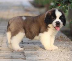 Saint Bernard Puppies For Sale In Meerut	

Are you looking for a healthy and purebred Saint Bernard puppy to bring home in Meerut? Mr & Mrs Pet offers a wide range of Saint Bernard puppies for sale in Meerut at affordable prices. The price of Saint Bernard puppies we have ranges from Rs. 55,000 to Rs. 75,000 and the final price is decided based on the health and quality of the puppy. You can select a Saint Bernard puppy based on photos, videos and reviews to get the perfect puppy. If you would like to know about prices of other pets in Meerut, please call us at 7597972222.

Visit here: https://www.mrnmrspet.com/dogs/saint-bernard-puppies-for-sale/meerut