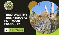 Safe and Efficient Tree Removal Services

Looking for the best  tree removal company in Raleigh? Contact Maldonado Tree Service! Tree removal services are available for all trees, our services are safe and efficient. Our team of professionals will ensure the job is done without causing any disturbance to the property. If you require an efficient and professional method of tree removal, consult our tree removal company today. Call us today!

