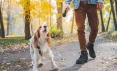 Discover the best service for Obedience Training in Boerne at Cowboy Canines. Visit- https://maps.app.goo.gl/8CFRbY7dYLJc3ZP79        