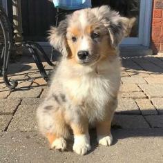 Australian Shepherd Puppies For Sale In Meerut	

Are you looking for a healthy and purebred Australian Shepherd puppy to bring home in Meerut? Mr & Mrs Pet offers a wide range of Australian Shepherd puppies for sale in Meerut at affordable prices. The price of Australian Shepherd puppies we have ranges from ₹4,00,000 to ₹4,50,000 and the final price is decided based on the health and quality of the puppy. You can select a Australian Shepherd puppy based on photos, videos and reviews to get the perfect puppy. If you would like to know about prices of other pets in Meerut, please call us at 7597972222.

Visit here: https://www.mrnmrspet.com/dogs/australian-shepherd-puppies-for-sale/meerut