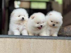 Toy Pom Puppies For Sale In Dehradun	

Are you looking for a healthy and purebred Toy Pom puppy to bring home in Dehradun? Mr & Mrs Pet offers a wide range of Toy Pom puppies for sale in Dehradun at affordable prices. The price of Toy Pom puppies we have ranges from Rs. 75,000 to Rs. 1,20,000 and the final price is decided based on the health and quality of the puppy. You can select a Toy Pom puppy based on photos, videos and reviews to get the perfect puppy. If you would like to know about prices of other pets in Dehradun, please call us at 7597972222.

Visit here: https://www.mrnmrspet.com/dogs/toy-pom-puppies-for-sale/dehradun