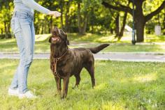 Dog Trainer in Pune

Dog Trainer in Pune: We offer the best home dog training in Pune. Mr n Mrs Pet provides pet training services such as dog obedience, behaviour, dog guard, and puppy toilet training.

Visit us :- https://www.mrnmrspet.com/dogs-training-in-pune