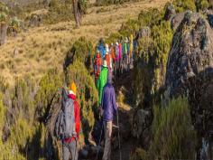  Kilimanjaro Climbing Adventures

Conquer Africa’s tallest peak with our Mount Kilimanjaro Climbing Itineraries. Choose from various routes designed for all experience levels. Each route offers unique challenges, breathtaking views, and rewarding moments. Let Chalema Tanzania Safaris ensure a safe, guided ascent to the summit. Book your Kilimanjaro climb today and embark on an adventure of a lifetime in Tanzania.   https://www.chalematanzaniasafaris.com/climbing-mount-kilimanjaro